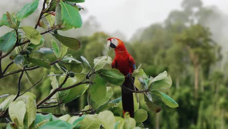 Scarlet-Mcaw-Parrot-Tropical-Bird-Jungle-Wildlife-Nature-4K-Animals