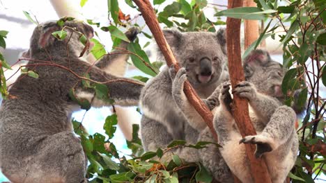 three koalas spotted, one snoozing peacefully in the fork of a tree, another scratching its furry body, and a third munching on delicious eucalyptus leaves, close up shot