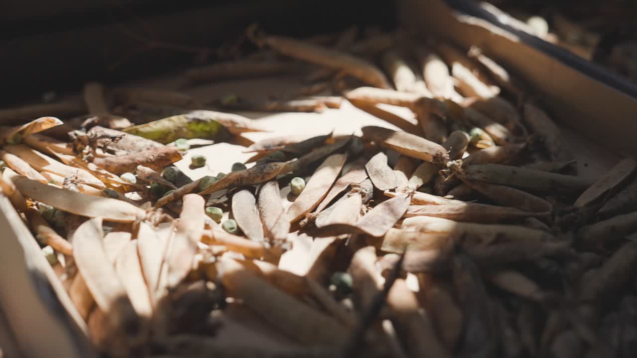 햇빛에 말리는 콩, 저장을 위한 야채 건조 과정, 클로즈업