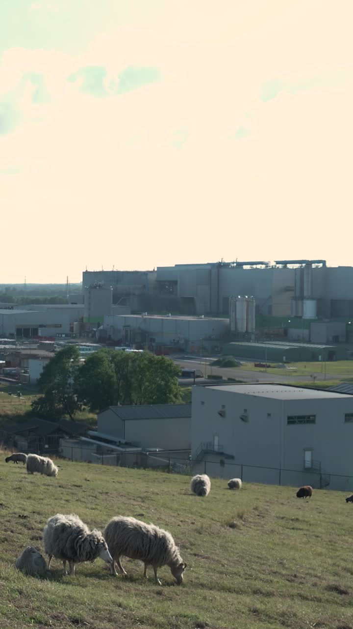 Sheep grazing on a hill with an industrial complex in the background
