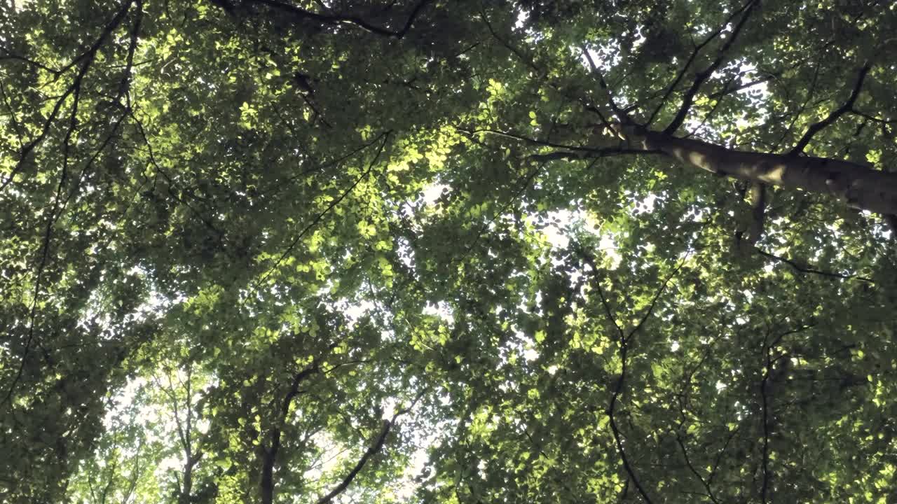 toma panorámica vertical de un exuberante bosque verde con el sol en el fondo