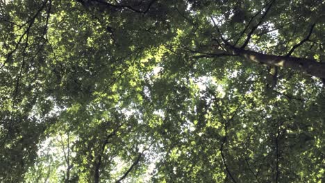 Vertical-panning-shot-of-lush-green-forest-with-the-sun-in-background