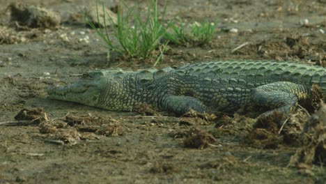 crocodile rests on the river bank