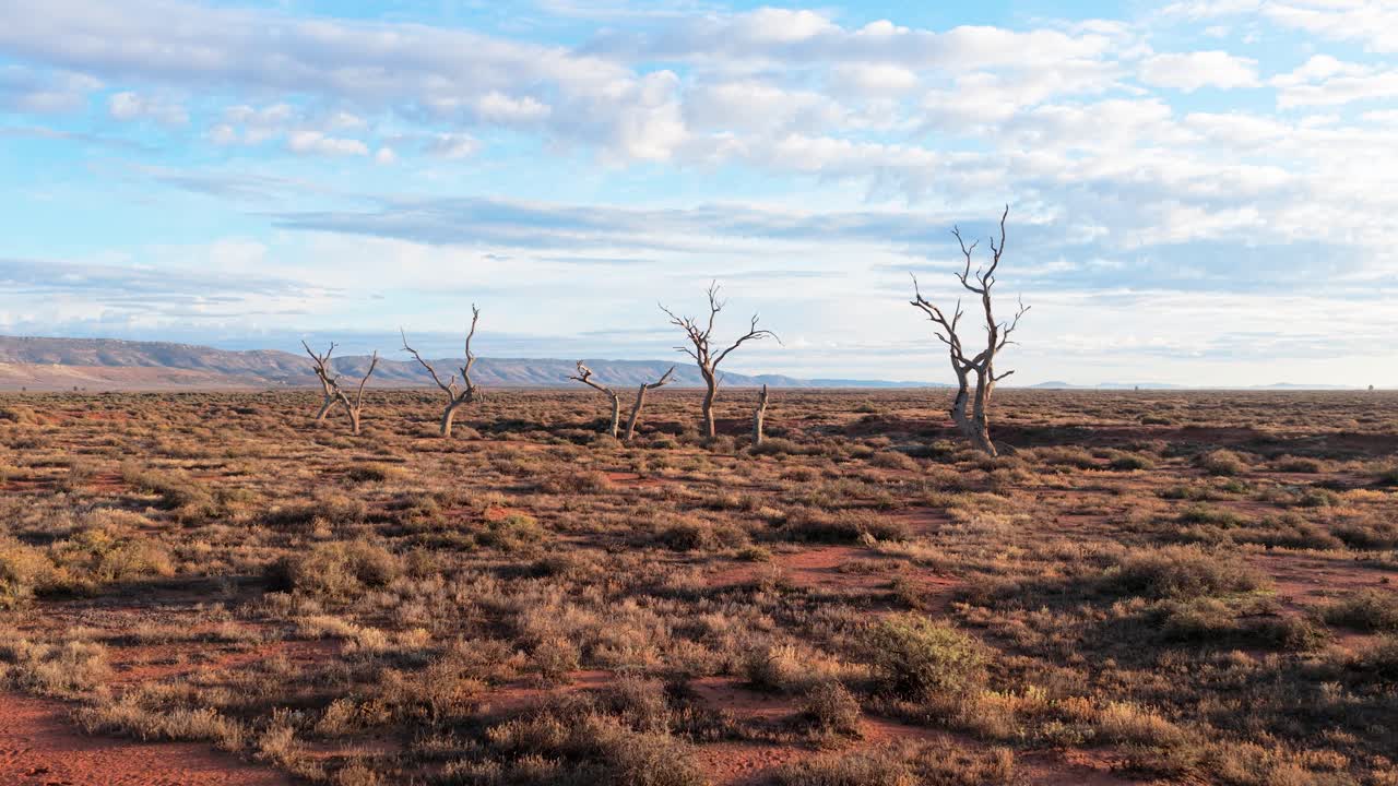 Low forward drone shot approaching dead trees in arid outback near Flinders Ranges, South Australia
