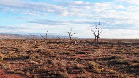 low forward drone shot approaching dead trees in arid outback near flinders ranges, south australia