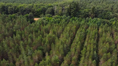 A-cinematic-aerial-view-of-a-forest-full-of-big-green-trees-in-the-morning-near-Norfolk-England
