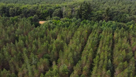 a cinematic aerial view of a forest full of big green trees in the morning near norfolk england