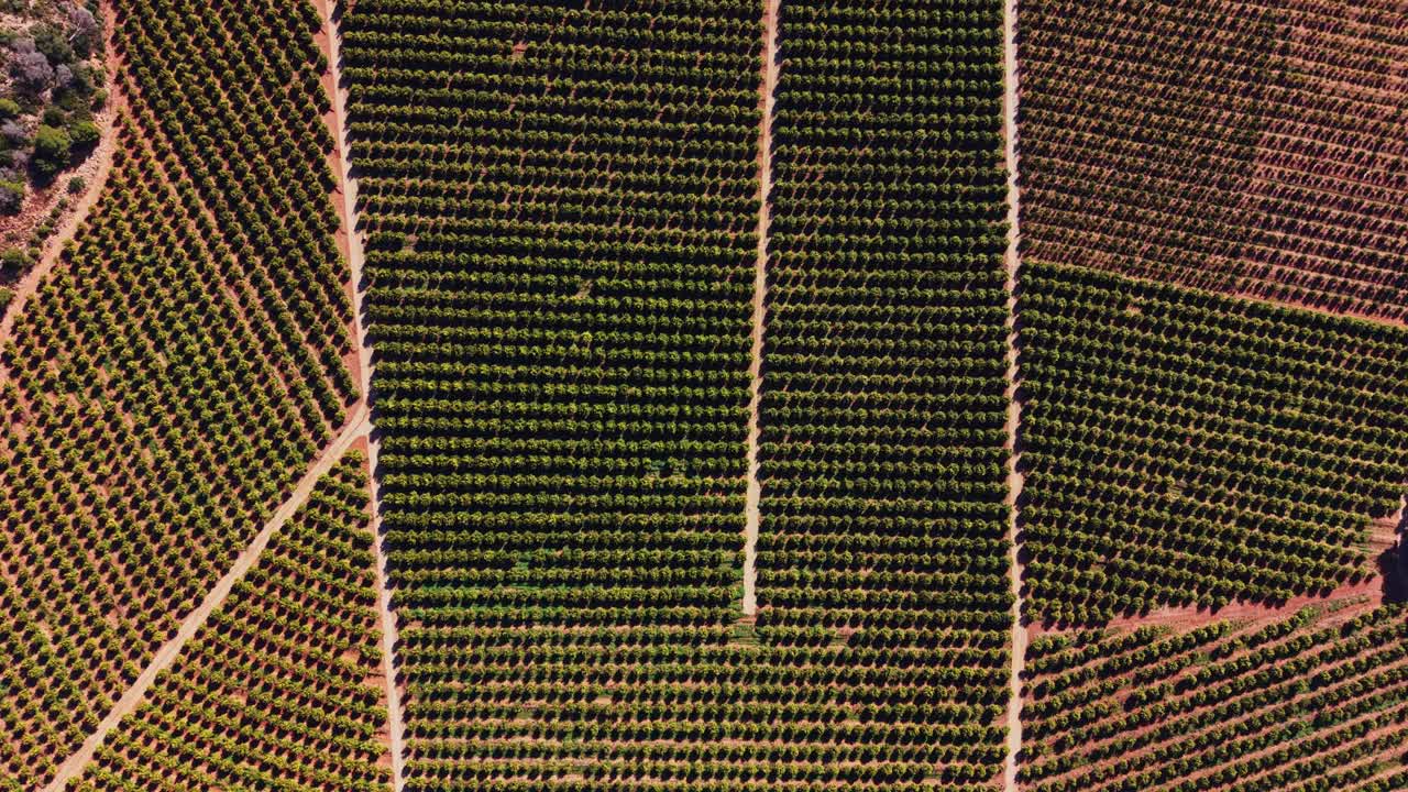 Vineyards in Spain showcasing rows of grape plants during the daytime