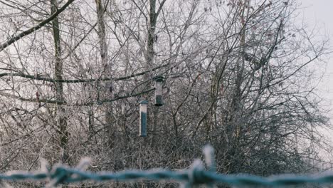 wild birds using nesting boxes as shelter in the cold winter of thetford, england
