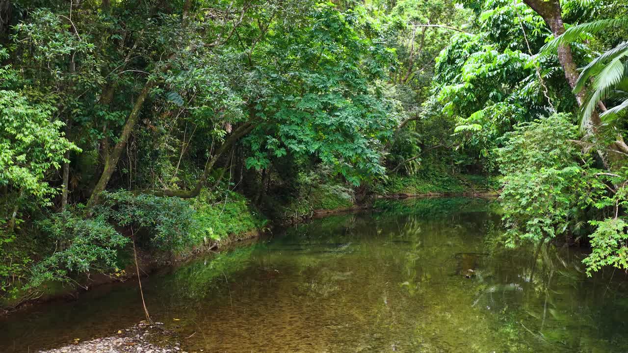 Aerial footage captures a tranquil stream in the lush Daintree Rainforest, showcasing vibrant greenery and calm waters under natural light