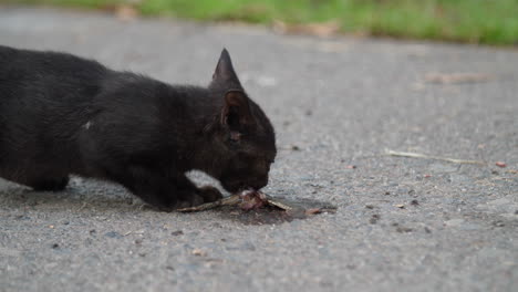 gato comiendo rana muerta en el camino