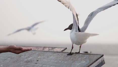 Gaviota-Rechazando-La-Alimentación-Humana-En-Cámara-Lenta-Volando,-Puesta-De-Sol