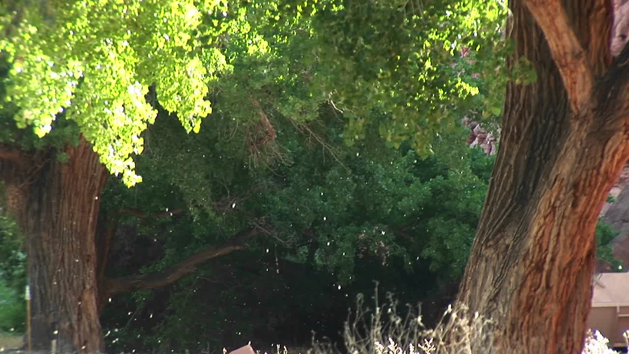 사막 남서부에서 수분하는 나무의 중간 샷