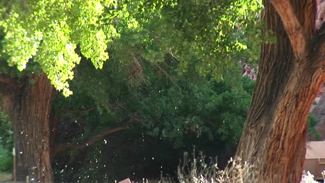 medium shot of trees pollinating in the desert southwest