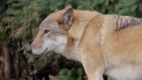 Der-Wolf-(Canis-Lupus),-Auch-Grauwolf-Genannt,-Ist-Das-Größte-Noch-Existierende-Mitglied-Der-Familie-Der-Canidae.-Wölfe-Sind-Das-Größte-Wilde-Mitglied-Der-Hundefamilie.