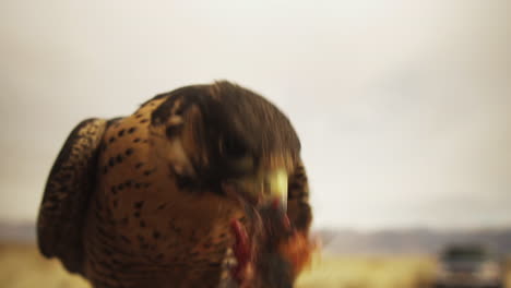cerca de halcón salvaje comiendo carne de paloma al aire libre al atardecer
