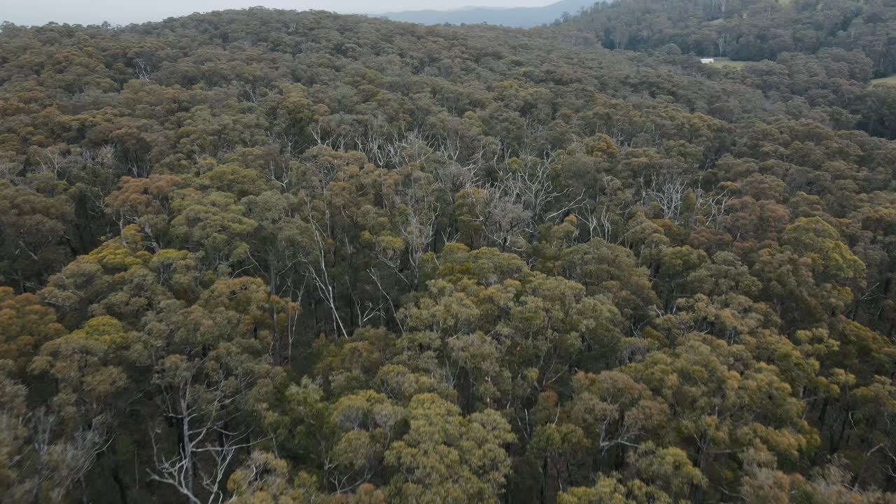 drone aéreo 4k bajo sobre diferentes árboles nativos y bosque de fauna en un parque nacional en australia