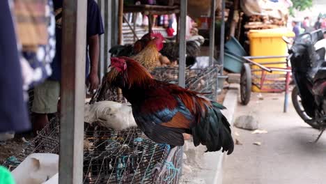 roosters flapping in a market in dili, timor leste, south east asia