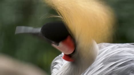 retrato de primer plano de una colorida grulla coronada de gris, uno de los animales más geniales de áfrica