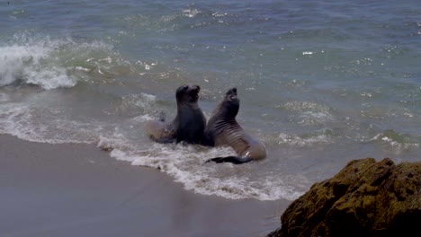 elephant seals fighting on the beach