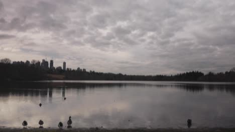 ducks resting on waters edge on lake at a public park with clouds city trees in background reflecting off surface of water