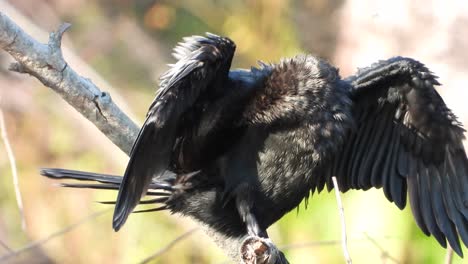 cormorant in pond shows fathers