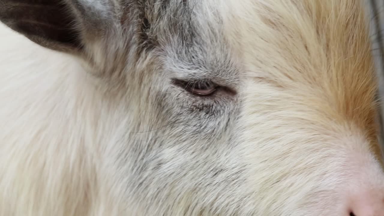 Detailed view of a goat's eye and fur, showcasing subtle movements and expressions.