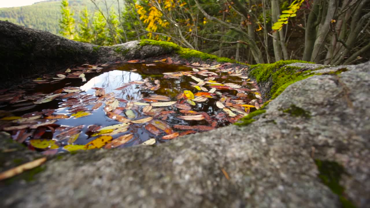 가을의 숲에서 떠다니는 잎이 떨어지는 작은 연못의 사진