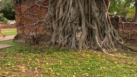 la cabeza de buda entrelazada en las raíces del árbol banyan