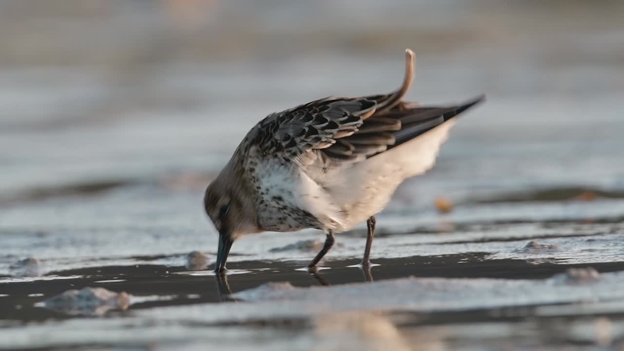 Small Wading Bird, Dunlin, in the Muddy Shore