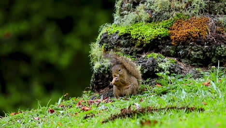 Squirrel-eating-in-a-forest