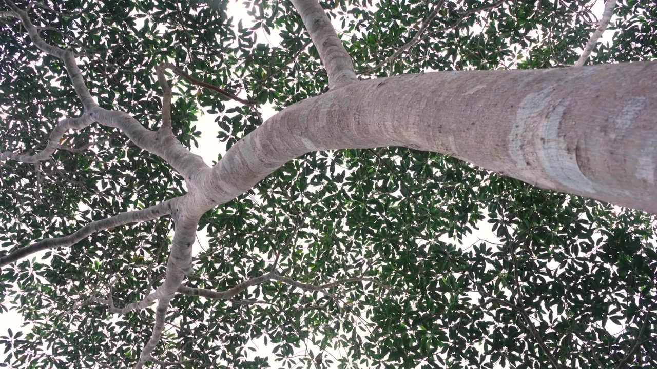 Time-lapse di un grosso ramo orizzontale di un gigante della foresta pluviale che attraversa l'inquadratura, con fitte foglie scure che riempiono il cielo dietro di esso nell'Amazzonia ecuadoriana.