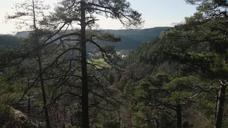 couple enjoys a scenic mountain view surrounded by tall trees and lush greenery