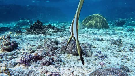 在熱帶海域游泳的白魚 (platax)