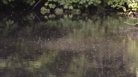 Tiny-Insects-Flying-And-Roaming-Around-On-Top-Of-A-Pond-During-Daylight-In-Northern,-Ireland