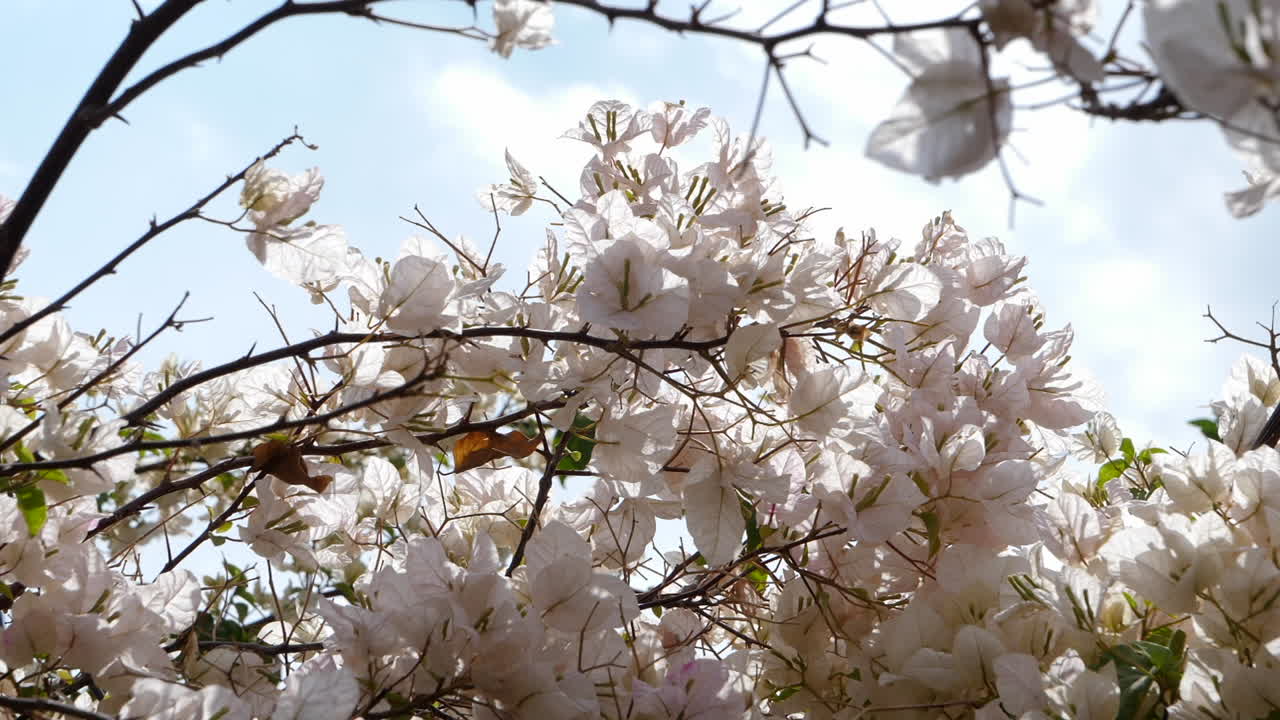tiro de cardán slomo de rama de buganvilla llena de flores blancas