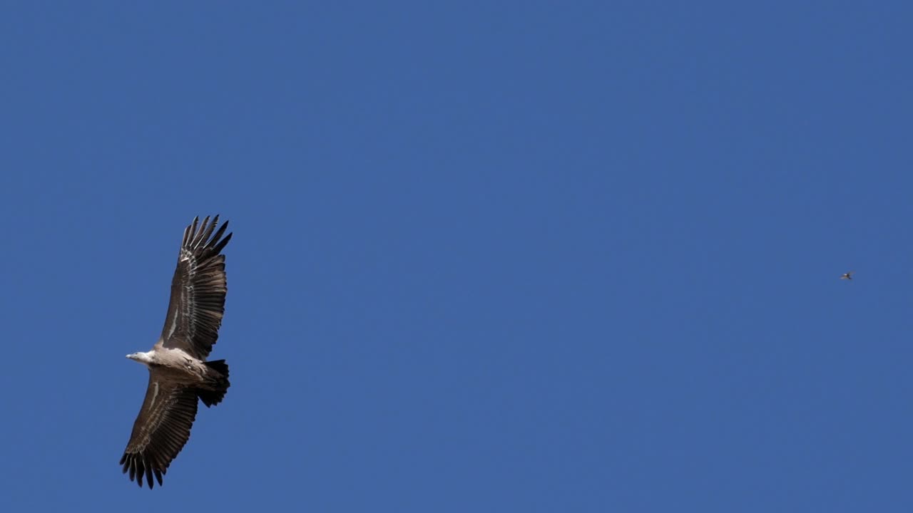 Majestic eagle soaring in the clear sky above the Desfiladero de Yecla gorge in Spain