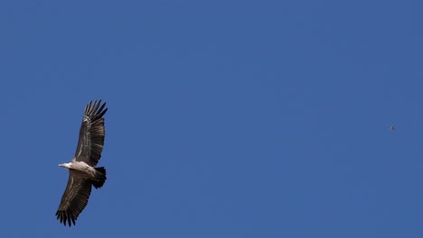 majestic eagle soaring in the clear sky above the desfiladero de yecla gorge in spain