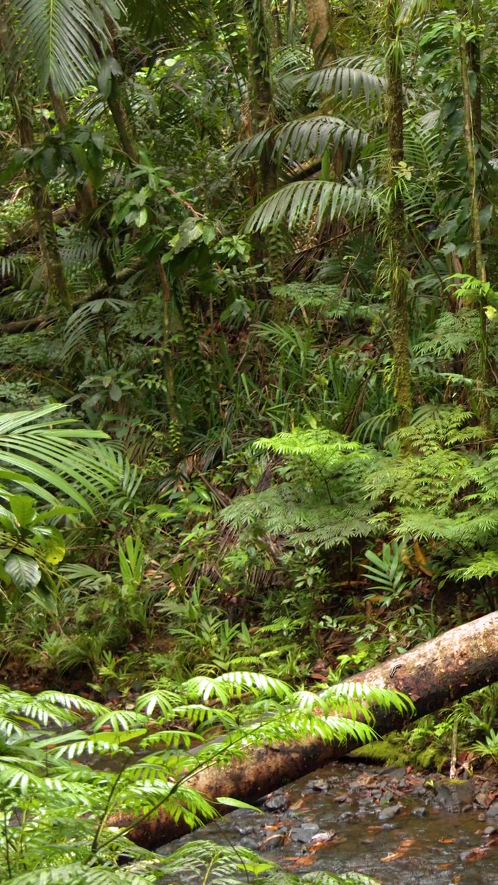 Un'inquadratura grandangolare statica cattura una fitta giungla tropicale con vegetazione lussureggiante e tronchi caduti.