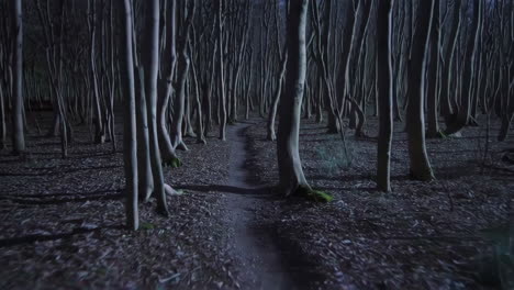 camino nocturno del bosque
