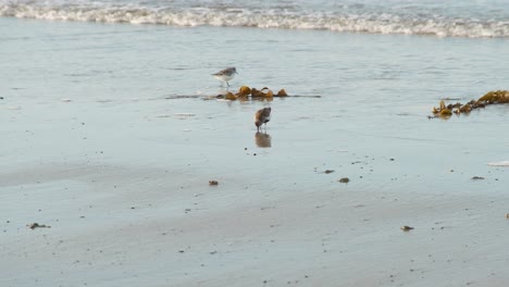 Sanderlings-running-and-feeding-on-a-sandy-beach