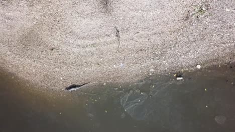 monitor lizard near water at batu kawan, penang, malaysia.