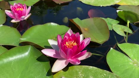 flor de loto rosa flotando en el agua con nenúfares verdes