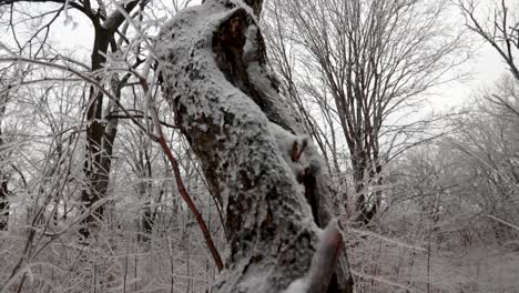 una mirada más cercana a un árbol congelado parcialmente envuelto en hielo debido a la lluvia congelada