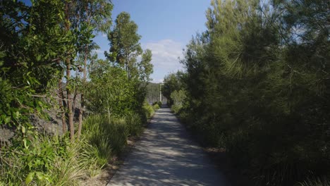 Wind-blowing-trees-on-a-concrete-pathway