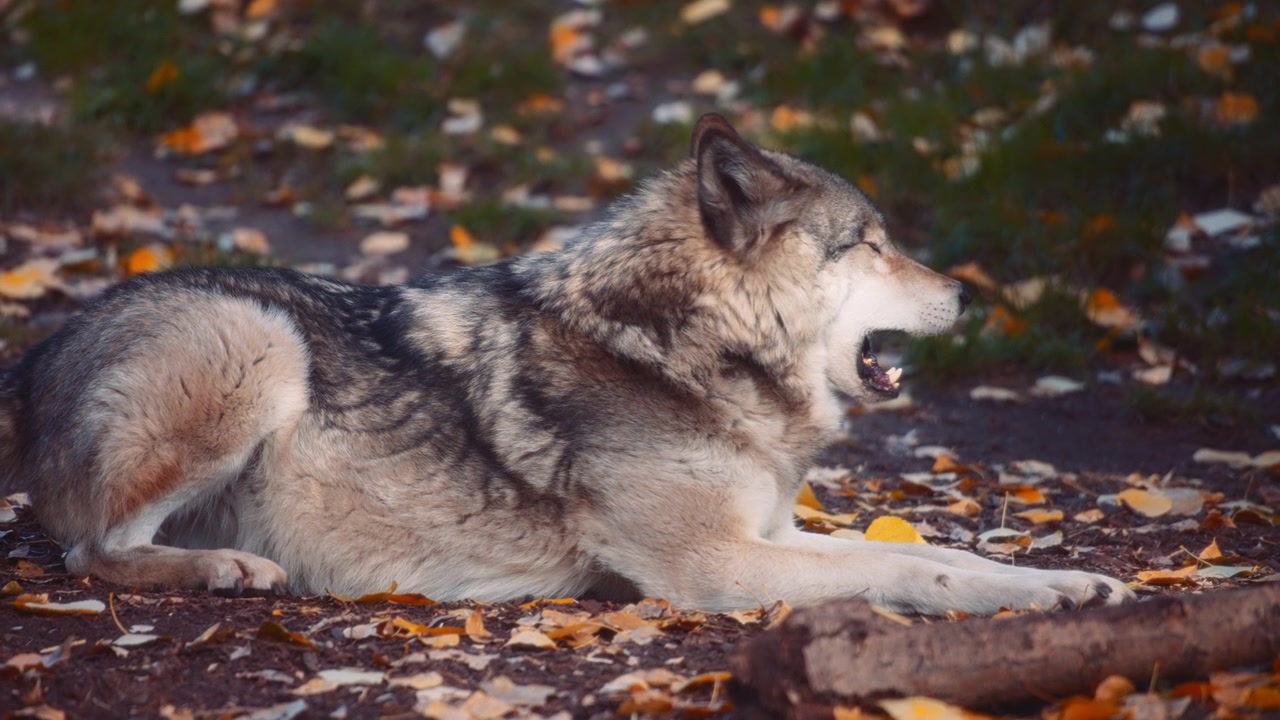 Gray wolf stretching and yawning in the forest