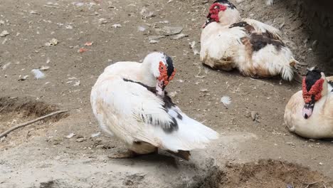 ducks preening