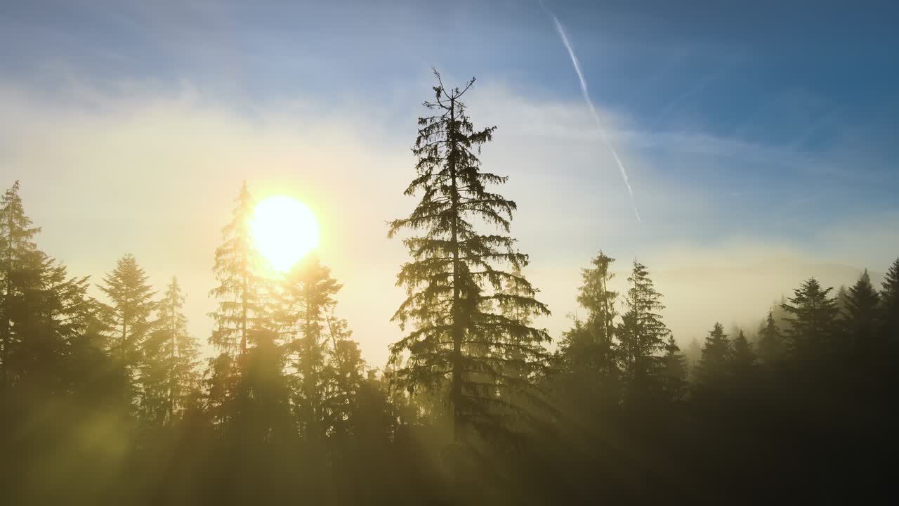 воздушный вид темно-зеленых сосновых деревьев в еловом лесу с восходящими лучами солнца, сияющими через ветви в туманных осенних горах.