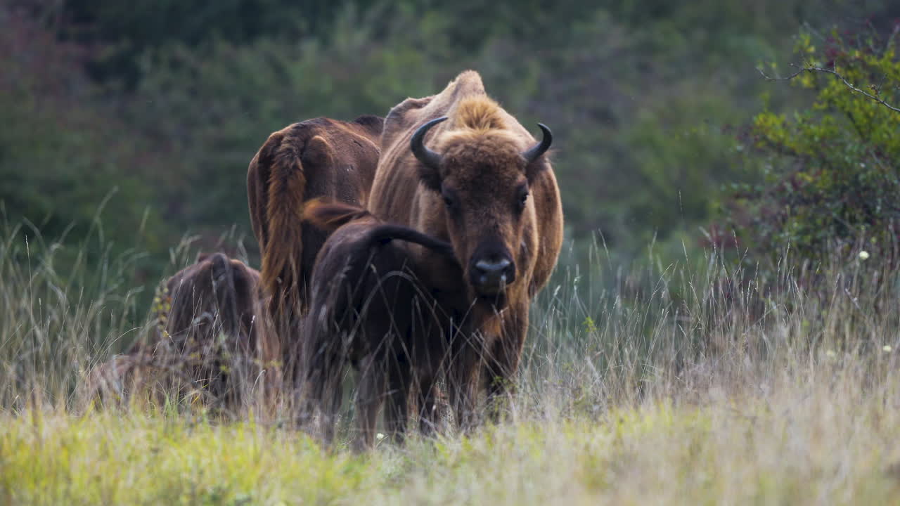 bisonte europeo bonasus madre se niega a amamantar a su cría, república checa