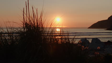 bushes infront of a sunset at the beach